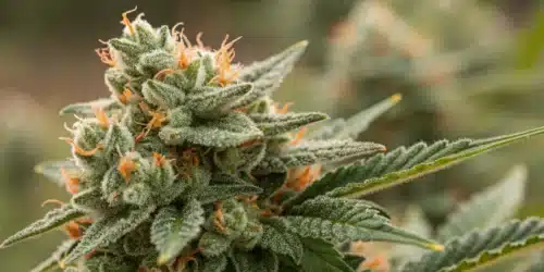 How to Grow Skywalker FV