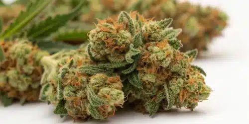 How to Grow Skywalker OG Auto