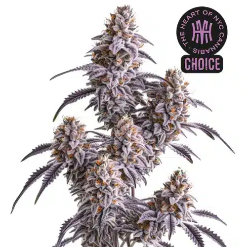 Slurricane strain covered in frosty white trichomes, with purple sugar leaves and fiery orange pistils.