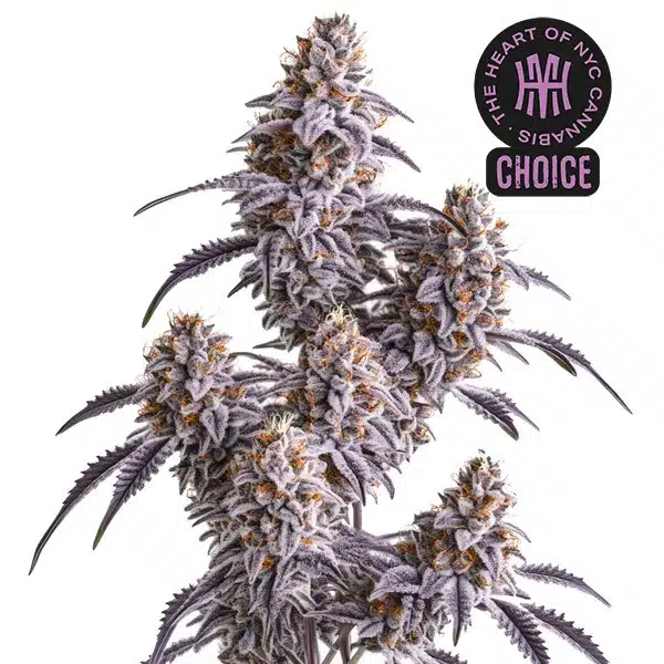 Slurricane strain covered in frosty white trichomes, with purple sugar leaves and fiery orange pistils.