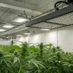 Realistic image of a cannabis grow room with an activated carbon filter system effectively disguising weed smell.