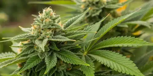 How to Grow Somango x Sweet Autoflower Strain
