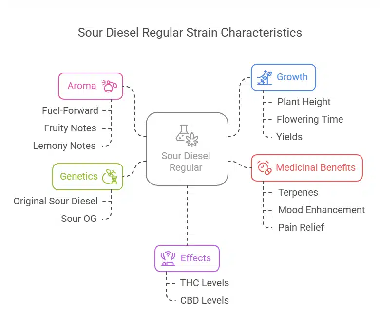 Infographic detailing Sour Diesel Regular Strain attributes, including aroma, genetics, effects, and medicinal benefits