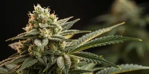How to Grow Sour Diesel Regular Strain