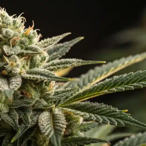 How to Grow Sour Diesel Regular Strain