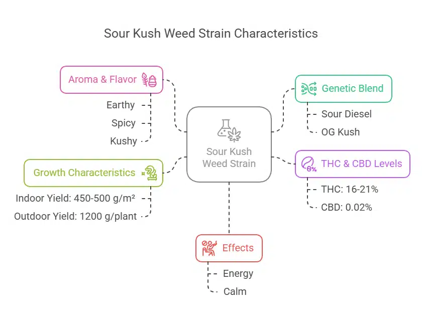Mind map showing Sour Kush Weed Strain’s earthy-spicy aroma, yield potential, THC levels, and hybrid genetics.