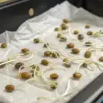 Star Killer Regular cannabis seeds sprouting with white roots on moist paper towel