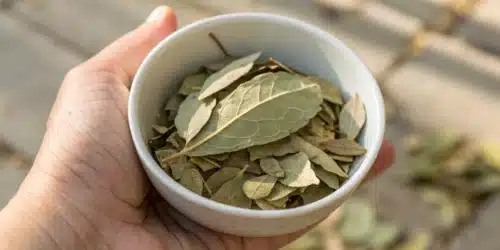 Can You Smoke Sugar Leaves: Facts and Tips