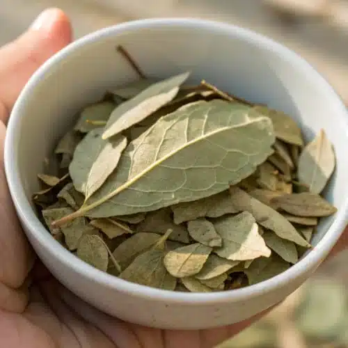 Can You Smoke Sugar Leaves: Facts and Tips
