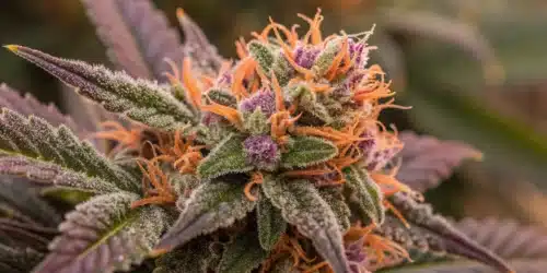 How to Grow Orange Velvet x Cinderella 99 Regular Strain