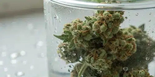 Water Cure Weed: Process, Benefits & Best Practices