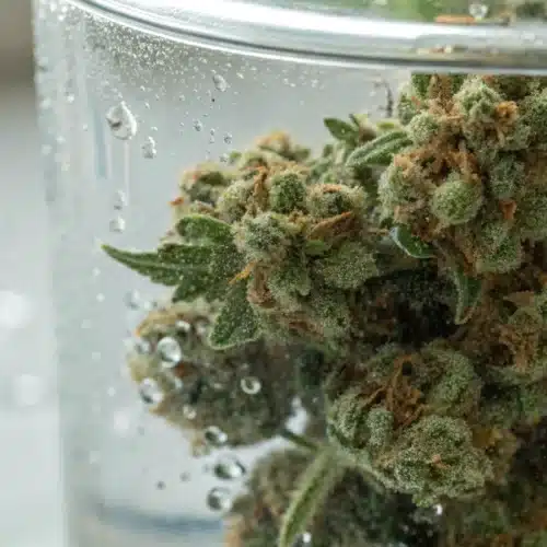 Water Cure Weed: Process, Benefits & Best Practices