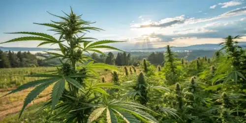 Weed Is a Flower: Botanical Insights and Benefits