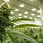 Dense cannabis buds covered in trichomes with orange pistils, showing fine details of the plant's flowers.