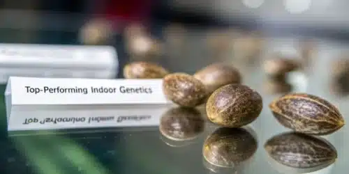 Best Indoor Cannabis Seeds: Choosing Quality Genetics