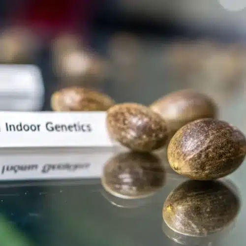 Best Indoor Cannabis Seeds: Choosing Quality Genetics