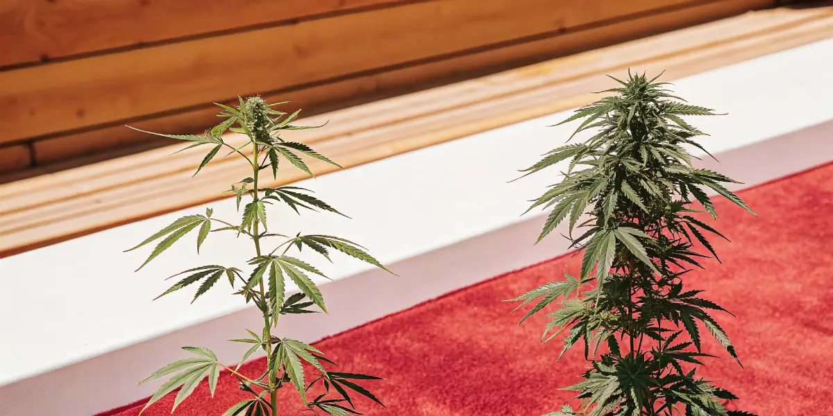 Two cannabis plants growing outdoors on contrasting red and white surfaces in bright sun.
