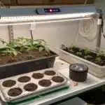 Cannabis seedling stage shown with young plants in soil containers under full-spectrum LED lights during early vegetative growth