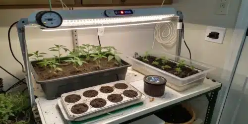 How to Germinate Cannabis Seeds Indoors: A Step-by-Step Guide