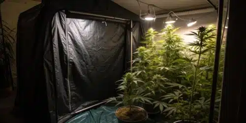 Flowering Light Cycle Indoor Grow: Getting It Right