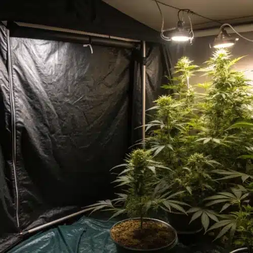 Flowering Light Cycle Indoor Grow: Getting It Right