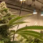 Dense cannabis bud from growing feminized seeds indoor under LED grow lights inside a well-ventilated grow room.