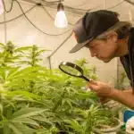 Man observing flowering marijuana plants under warm grow lights inside a tent for growing marijuana from seed to harvest indoor