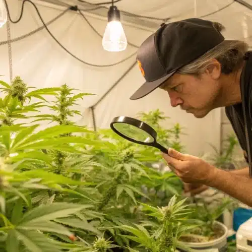 From Seed to Harvest: Timing Your Indoor Grow