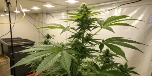 How Big Should My Plants Be After 4 Weeks Indoors?