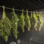 How to harvest marijuana grown indoors shown through trimmed buds drying on a line under soft light in a darkened grow space