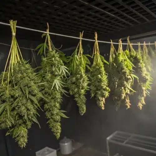 How to Harvest Marijuana Grown Indoors for Maximum Potency