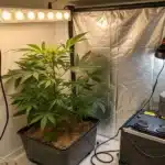 Indoor weed grow setup featuring a fabric grow tent, LED lighting system, and cannabis plants in square pots on carpeted floor