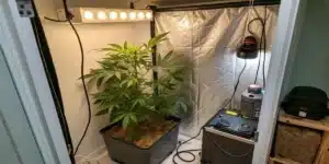 Indoor weed grow setup featuring a fabric grow tent, LED lighting system, and cannabis plants in square pots on carpeted floor