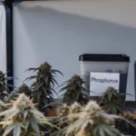 Cannabis plants growing indoors next to containers labeled phosphorus and potassium.