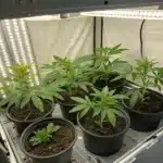 Indoor grow room with cannabis plants in black pots, surrounded by vertical and horizontal LED lights inside a reflective grow tent.