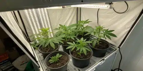Designing the Perfect Indoor Grow Room