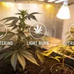 Indoor grown cannabis plants showing signs of overwatering, light burn, and nutrient burn with labeled icons under warm grow lights