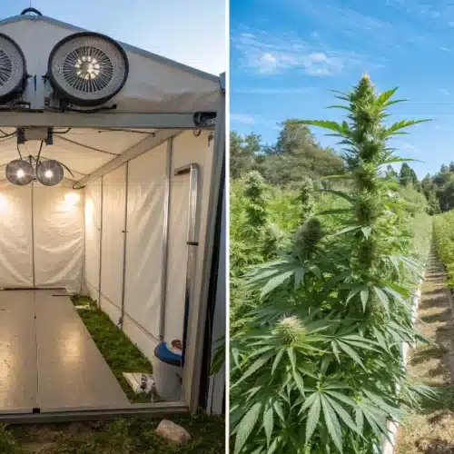 Is Indoor or Outdoor Weed Better? Key Factors to Consider