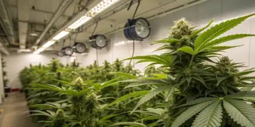 Flowering Light Cycles for Pot Plants: Getting It Right