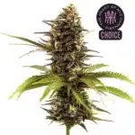 Sleepy Joe strain showing dark purple buds with orange pistils and lime green sugar leaves.