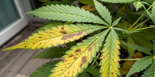 Growing Marijuana Indoors: Tips and Tricks for Beginners