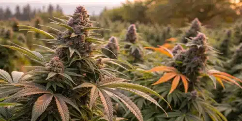What is a Kush: Cannabis Strain Insights