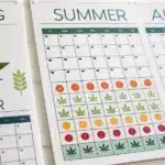 Close-up of a calendar showing seasonal cannabis growth stages with icons for Spring, Summer, Autumn, and Winter.