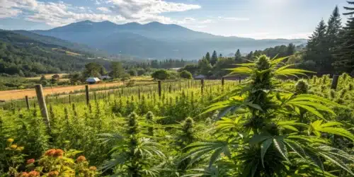 Planning Your Grow: When to Plant Weed for Best Results