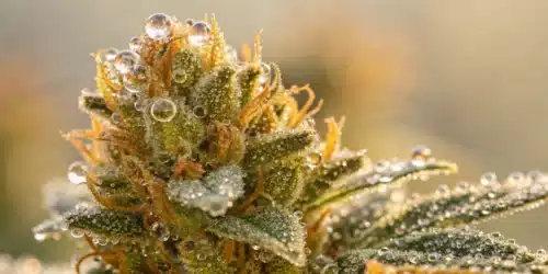 How to Grow 24K Gold Regular Strain