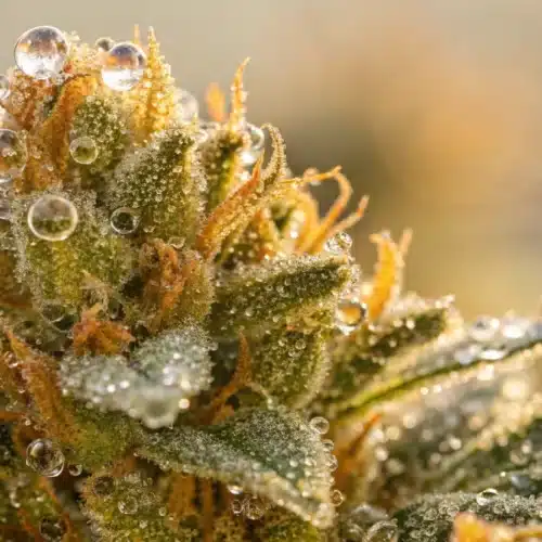 How to Grow 24K Gold Regular Strain