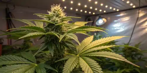 How to Grow 3 Kings Weed Strain