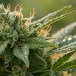 Close-up of 60 Day Wonder Weed Strain bud outdoors, covered in trichomes and morning dew with blurred green background.