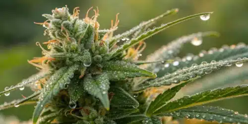 How to Grow 60 Day Wonder Weed Strain