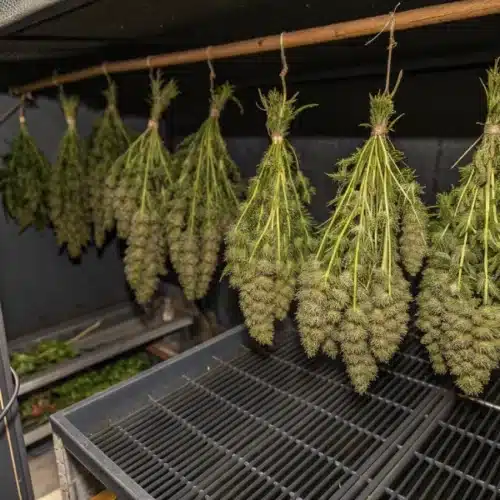 How to Grow AK-48 Weed Strain